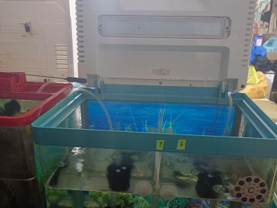 鹦鹉鱼的正确饲养方式（水温在多少度是最适宜的？）
