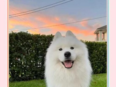 萨摩可以吃哪些水果？（了解萨摩喜爱的水果种类及注意事项）