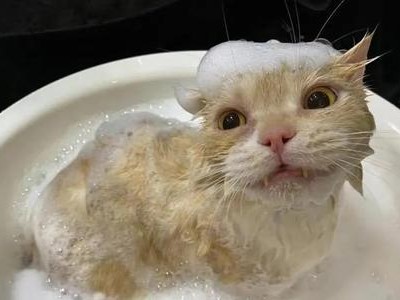 宠物店猫洗澡80块值不值得？（网友观点）