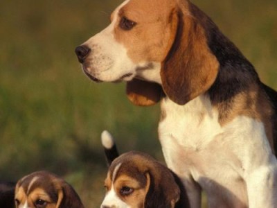 比格犬（追踪本能与优美外表的完美结合）
