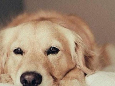 金毛犬（了解金毛犬的价格和如何正确喂养、护理及训练你的金毛犬）