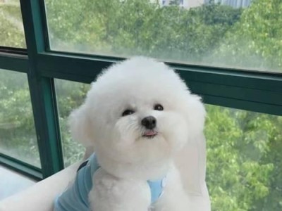 比熊犬的标准体重及体重管理（了解比熊犬的标准体重，避免体重过轻问题）