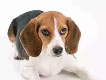 中国五大名犬（探索中国犬种的魅力与特点）