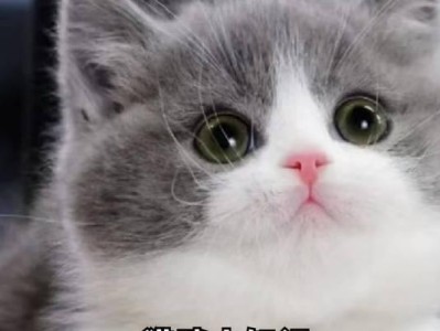 探秘英国短毛猫的特点与品种（了解英国短毛猫的起源、外貌及性格特征）