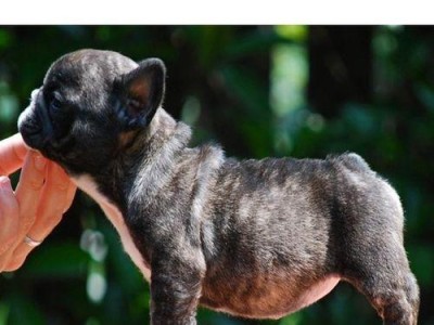 以法牛犬价格暴涨的原因及影响（了解法牛犬价格变动的关键因素和市场趋势）