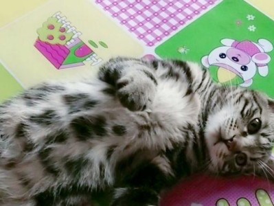 为什么要反抗摸猫肚子？（探讨为什么有些猫不喜欢被摸肚子）
