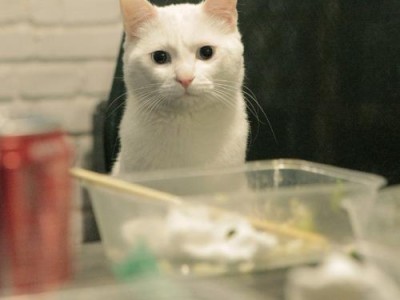 《酥饼君的日常》——我是一只小猫咪（探寻酥饼君的奇妙生活）