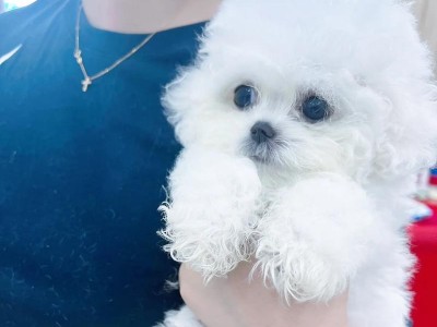 四个月的比熊如何补充营养？