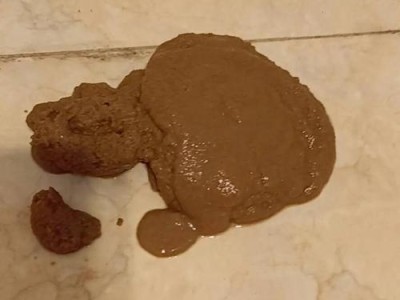 小狗腹积水症状（探索小狗腹积水的常见症状，保护你的爱宠免受健康威胁）