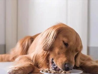 小狗金毛的饮食需求（以小狗金毛吃什么为主题的文章）