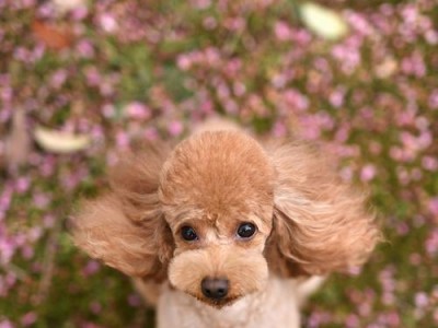 小型犬（探索小型犬的特点与魅力）