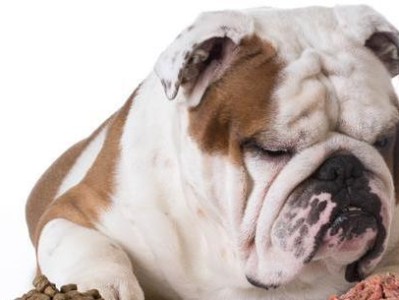 如何应对英国斗牛犬吐了的问题（以宠物为主的应急处理方法）