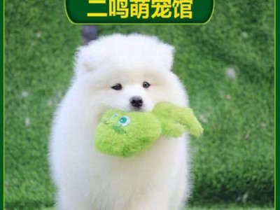 如何挑选纯种萨摩耶？（购买萨摩耶的注意事项）