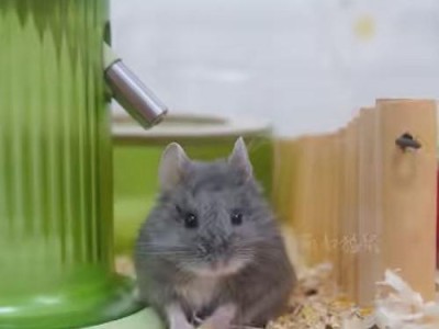 为什么仓鼠拒绝进食？（揭秘仓鼠不吃东西的原因及解决方法）