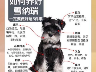 雪纳瑞毛发修剪与甲缀入门指南（新手也能轻松在家为雪纳瑞剪毛和修甲，打造时尚造型）
