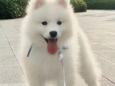 正确饲养大白熊犬的关键要点（大白熊犬成长周期和关键阶段）