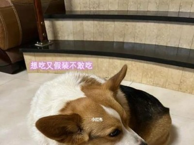 狗狗高钾症状及其引起的原因（探究高钾引起的狗狗健康问题，了解预防和治疗方法）