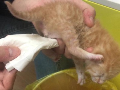 以屎蛋是一只什么样的猫（揭秘屎蛋猫的独特个性与魅力）