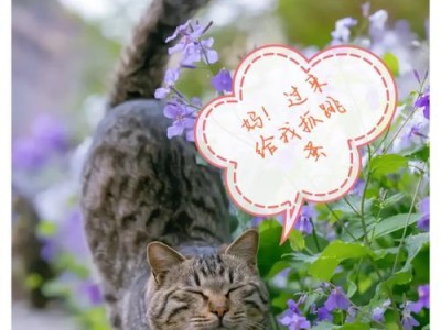 如何彻底消灭猫咪身上的跳蚤（99.99%的成功率，让你的猫咪摆脱跳蚤困扰）