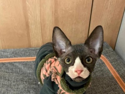 无毛猫（探秘无毛猫的独特性格与魅力，解读“无毛”背后的个性特点）