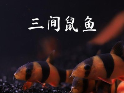 三间鼠鱼的饲养方法（详细介绍三间鼠鱼的饲养技巧）