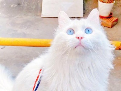 不适合新手饲养的猫咪品种（公认最难养的5种猫及其特点）