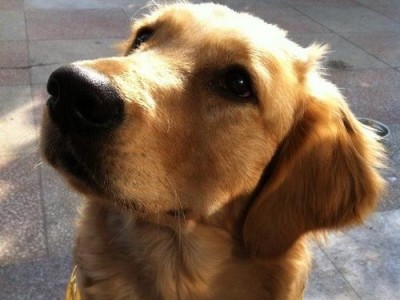 照顾金毛的七大误区——正确饲养金毛的关键（避免犬主们常犯的错误，让金毛宠物更健康快乐）