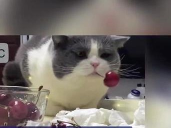 小猫的饮食需求（幼猫能吃什么？了解小猫的健康饮食）