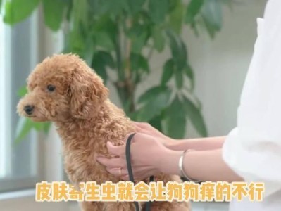 为什么狗狗老是挠嘴巴？（探索狗狗挠嘴巴的原因及解决方法）