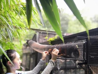 狨猴的饲养方法（如何在家中饲养狨猴？）