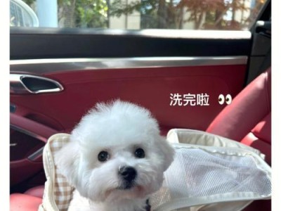 为什么比熊大便臭味刺鼻？（探究比熊肠道与饮食习惯的关系）