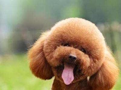 贵宾犬的多样颜色与价格（探索贵宾犬各色系的魅力与价值）