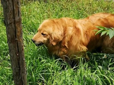金毛为什么总是喜欢往草里钻？（探索金毛犬行为中的独特趋势与原因）