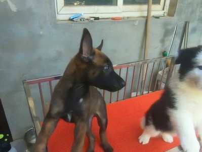 以杜宾和马犬配出的混血犬特点与饲养注意事项（探索杜宾和马犬杂交的独特品种——混血犬的亲和力与才能）