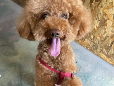 选择适合独居老人的理想犬种（探寻与独居老人相宜的狗狗伴侣）