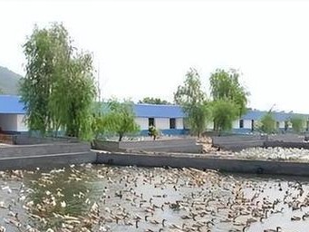 戈壁兔的饲养方法（如何让戈壁兔健康成长）