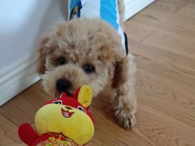 泰迪与贵宾犬的默契之旅（可爱的泰迪与优雅的贵宾，宛如一对默契的舞伴）