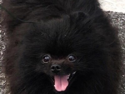 守护者的黑影（黑色巨犬）