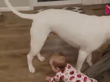 狗狗对主人的舔意味着什么？（探索狗狗舔主人的行为背后的含义）