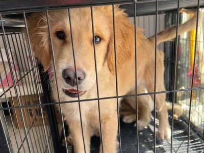 金毛犬的性成熟期（了解金毛犬性成熟的时间和特征）