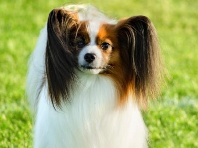 如何辨别纯种蝴蝶犬？（识别蝴蝶犬的特征和方法）