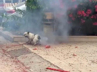 狗为何害怕放炮？（探究狗害怕放炮的原因与应对方法）