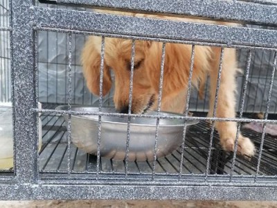 金毛幼犬打育苗的必要性和时间表（保护你的金毛宝宝免受疾病侵害，正确掌握育苗时间表）