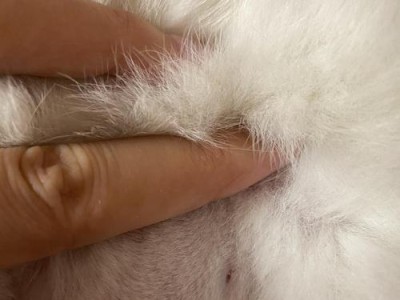 猫咪乳头脱皮，乳头痒脱皮的原因及治疗方法（宠物的健康需重视，乳头脱皮要及时治疗）