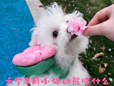 比熊宝宝的健康成长之路（4个月大的比熊宝宝应该以哪些水果为主食？）