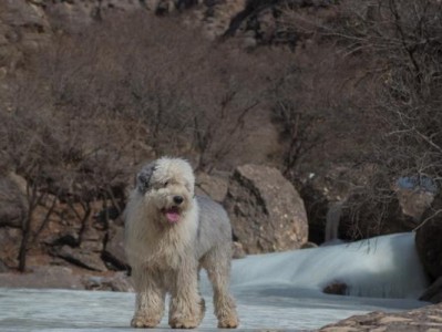 古牧犬（探究古牧犬为什么备受宠爱、古牧犬价格的背后秘密）