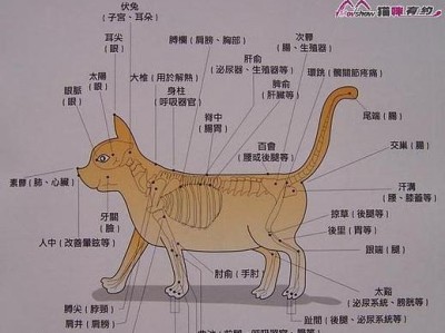 如何饲养非洲跳鼠（打造幸福萌宠生活，关注健康细节）