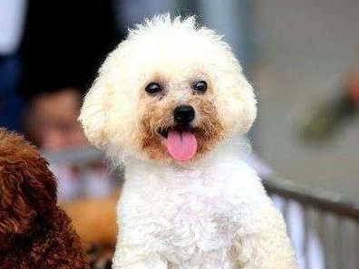 如何正确饲养贵宾犬？（贵宾犬的日常护理与健康饮食）