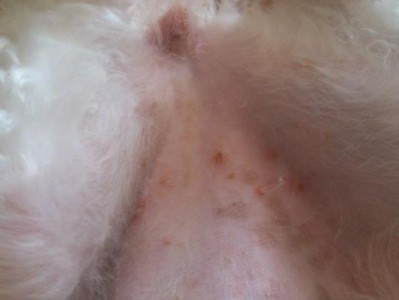 以母泰迪易患疾病的原因及预防措施（母泰迪易患疾病的影响及保健建议）