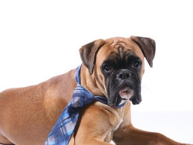 如何饲养健康的拳师犬（从喂食到训练，让您的拳师犬健康成长）